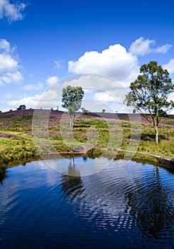 Pond in Cannock Chase Area of Outstanding Natural Beauty