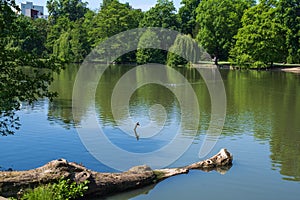 Pond in the castle park in Wiesbaden / Germany