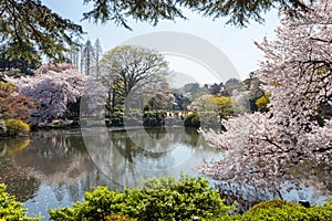 The pond and Cherry-blossom trees in Shinjuku,Tokyo