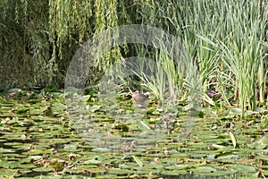 The pond in the city park in summer time, Zelenogradsk, Russia