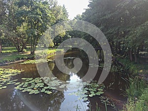 The pond in the city park in summer time, Zelenogradsk, Russia