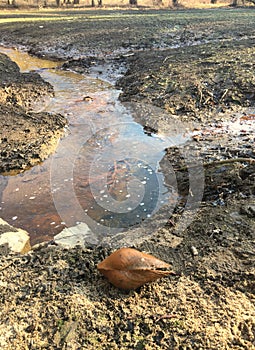 Pond clam on the bottom of a drained pond photo