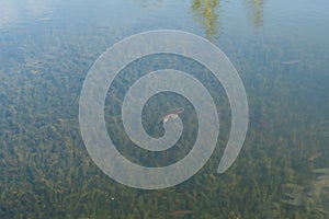 A pond with clear water in which fish swims over algae