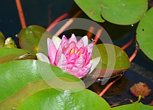 In pond close up of Water lily. Nymphaeaceae