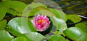 In pond close up of Water lily. Nymphaeaceae