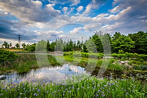 Pond at Corktown Common, in Toronto, Ontario.