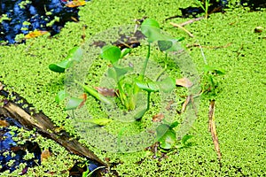 Pond covered by algae