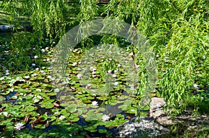 Pond covered with blooding lotus, water lily flowers photo