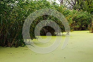 Pond covered with green duckweed on an overcast day. Growing macroalgae - duckweed, a family of lemnous for feeding birds and fish