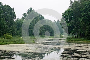 Pond covered with green duckweed on an overcast day. Growing macroalgae - duckweed, a family of lemnous for feeding birds and fish