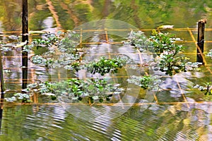 Pond cultivation of aquatic plants photo