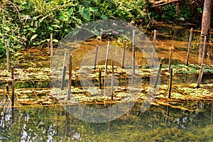 Pond cultivation of aquatic plants photo
