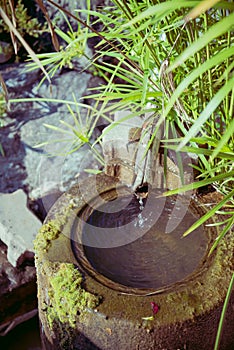 Pond detail in Japanese zen garden