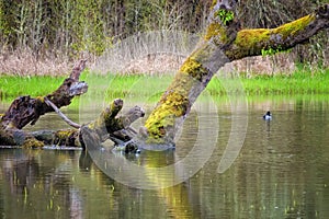 Pond with down moss covered tree and duck