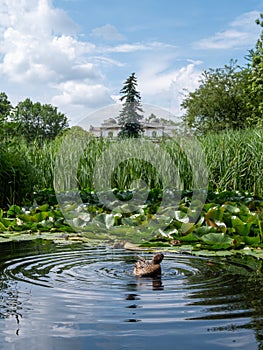 Pond with duck and ducklings at the Botanic Garden of the Jagiellonian University, Krakow, Poland.