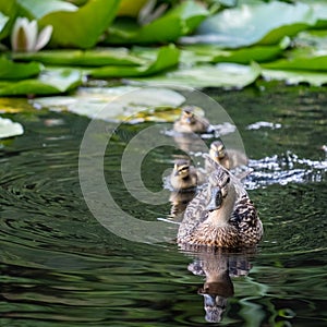 Pond with duck and ducklings at the Botanic Garden of the Jagiellonian University, Krakow, Poland.