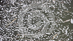 Pond at duck farm is covered with white feathers