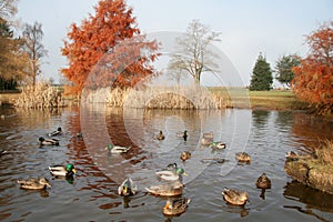 Pond and ducks