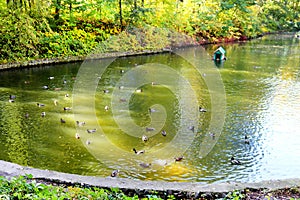 Pond with ducks in autumn park Oleksandriya in Bila Tserkva, Ukraine