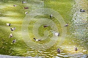 Pond with ducks in autumn park Oleksandriya in Bila Tserkva, Ukraine