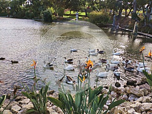 Pond with ducks and flowers in BacalhÃÂ´a Buddha Eden - Bombarral PORTUGAL