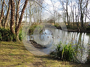 Pond with ducks in London Wetland Center - WWT nature reserve