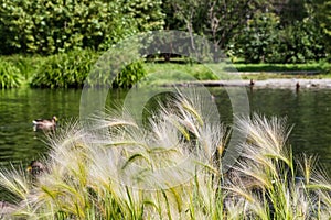 Pond with ducks and reflections and yellow feather grass and trees with green leaves and reed is in a summer park