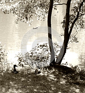 Pond with ducks and tree.