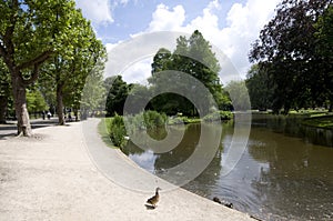 Pond with ducks vondel park amsterdam