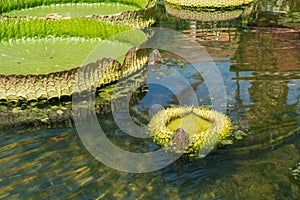 Pond with duckweed and lily leaves