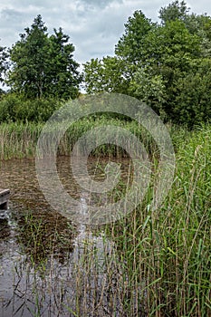 Pond in dunes at Zwin Nature Reserve, Knokke-Heist, Belgium