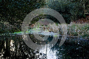 Pond in Epping forest