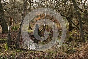 Pond in Epping forest