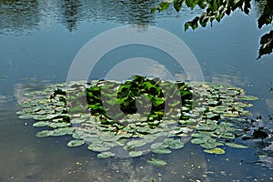 Pond on the estate of L.N. Tolstoy Yasnaya Polyana.