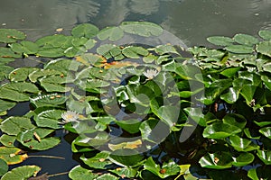 Pond on the estate of L.N. Tolstoy Yasnaya Polyana.