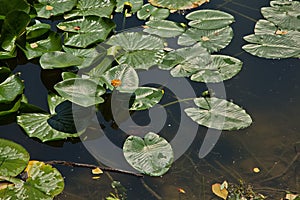 Pond on the estate of L.N. Tolstoy Yasnaya Polyana.