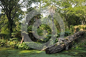 Pond and fallen tree in Abbotsbury gardens