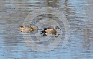 Pond Feeding Blue-Winged Teal Pair