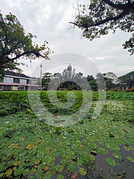 a pond filled with lush lotuses