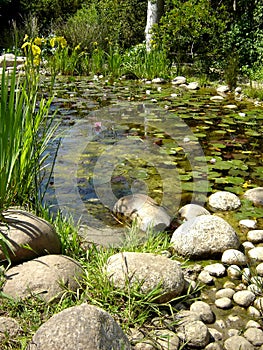 Pond filled with water lillies