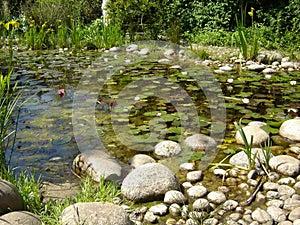 Pond filled with water lillies