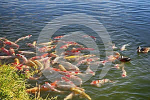 Pond with Fish in Okayama Korakuen Garden in Japan