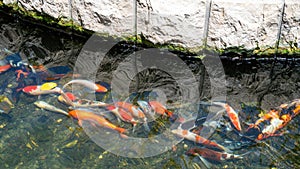 Pond with fish in Park Ramat Hanadiv, Memorial Gardens of Baron Edmond de Rothschild, Zichron Yaakov, Israel