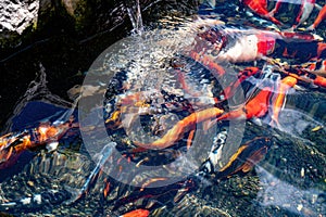 Pond with fish in Park Ramat Hanadiv, Memorial Gardens of Baron Edmond de Rothschild, Zichron Yaakov, Israel