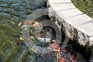 Pond with fish in Park Ramat Hanadiv, Memorial Gardens of Baron Edmond de Rothschild, Zichron Yaakov, Israel