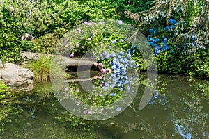 Pond and Flowers Reflection 2