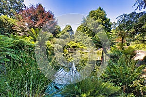 Pond and footbridge with lush vegetation in a park in Melbourne