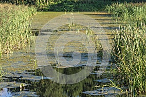 Pond in forest