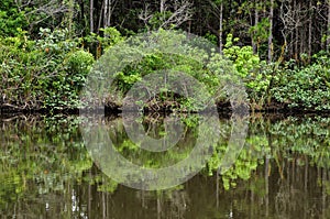 Pond in the forest in guarda do embau , santa catarina