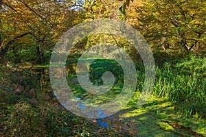 A pond in the forest overgrown with green algae